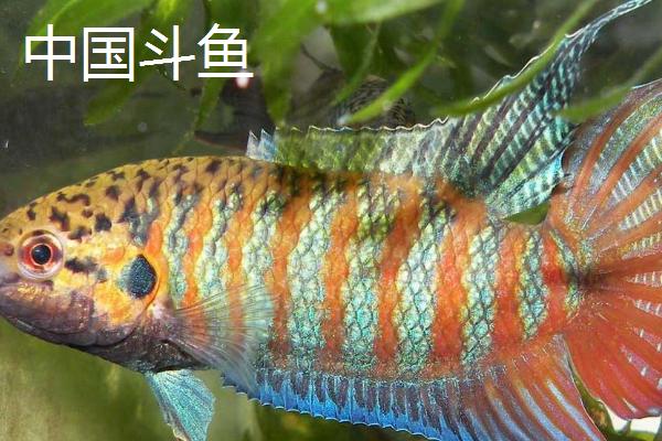 哪些观赏鱼的互动性较好，地图鱼、招财鱼等品种会与人互动