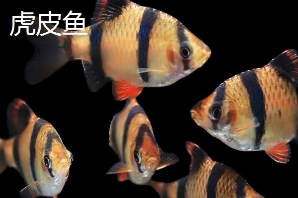哪些观赏鱼的互动性较好，地图鱼、招财鱼等品种会与人互动