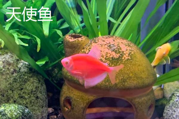 哪些观赏鱼的互动性较好，地图鱼、招财鱼等品种会与人互动