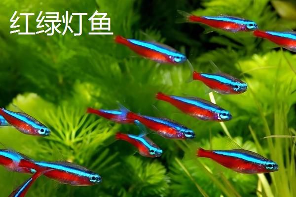 哪些观赏鱼的互动性较好，地图鱼、招财鱼等品种会与人互动