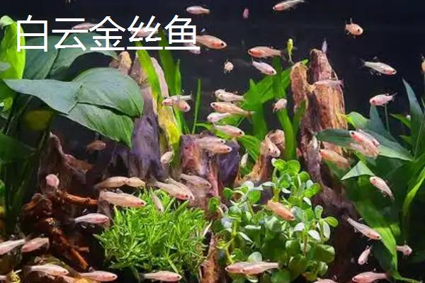 哪些观赏鱼的互动性较好，地图鱼、招财鱼等品种会与人互动
