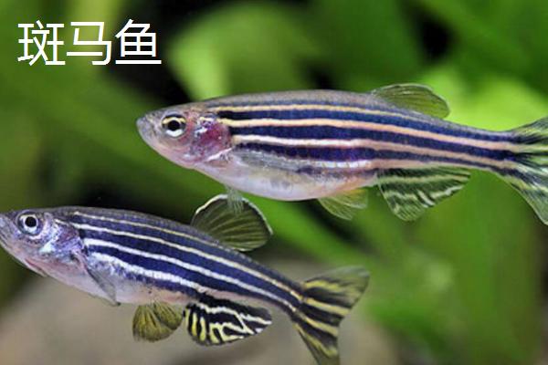 哪些观赏鱼的互动性较好，地图鱼、招财鱼等品种会与人互动