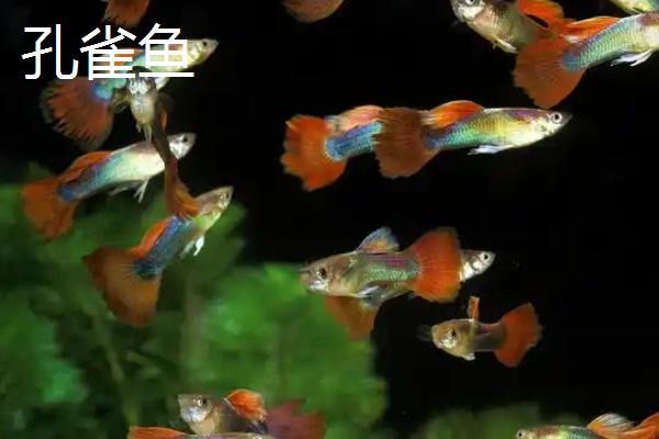哪些观赏鱼的互动性较好，地图鱼、招财鱼等品种会与人互动