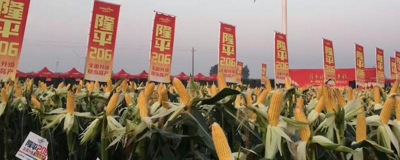 隆平206玉米种的简介，生育期为137天左右