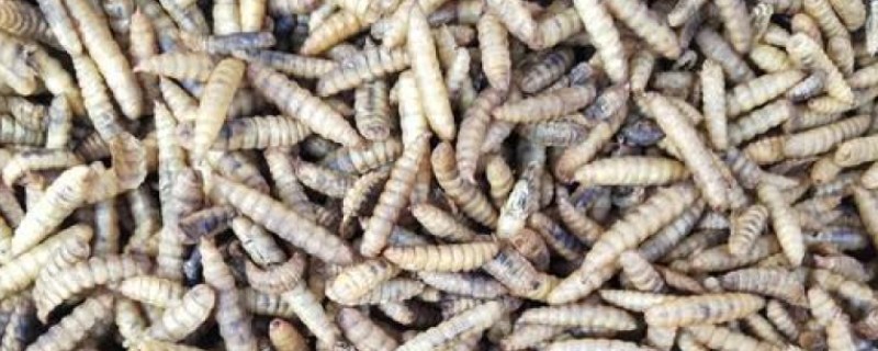 黑水虻的用途是什么，可生产有机肥和饲料