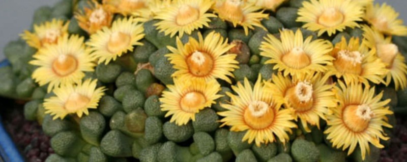 唐扇的播种方法，浸种消毒后再与营养土充分混合