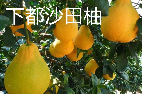 福建龙岩市的特产，有蓉湖红肉蜜柚、下都沙田柚等