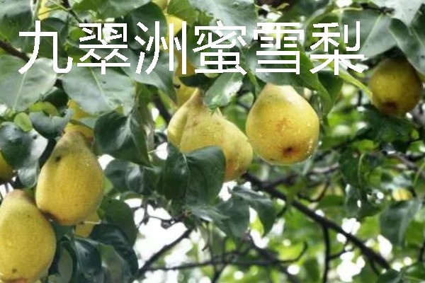福建龙岩市的特产，有蓉湖红肉蜜柚、下都沙田柚等