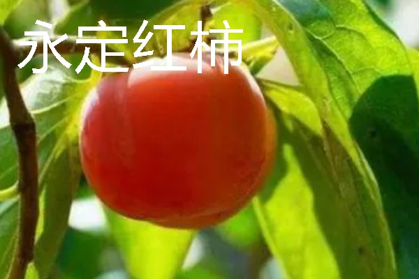 福建龙岩市的特产，有蓉湖红肉蜜柚、下都沙田柚等