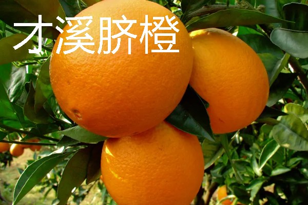 福建龙岩市的特产，有蓉湖红肉蜜柚、下都沙田柚等