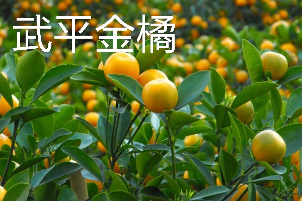 福建龙岩市的特产，有蓉湖红肉蜜柚、下都沙田柚等