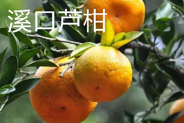 福建龙岩市的特产，有蓉湖红肉蜜柚、下都沙田柚等