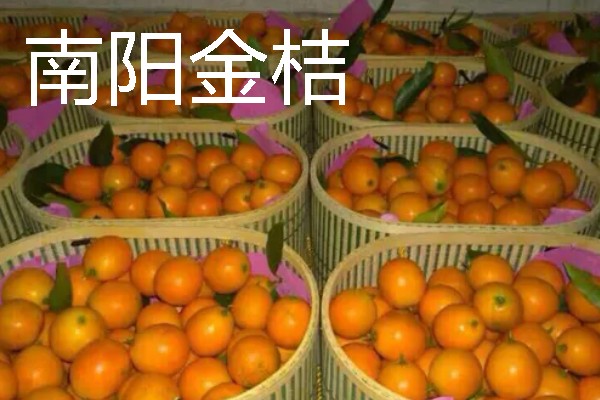 福建龙岩市的特产，有蓉湖红肉蜜柚、下都沙田柚等