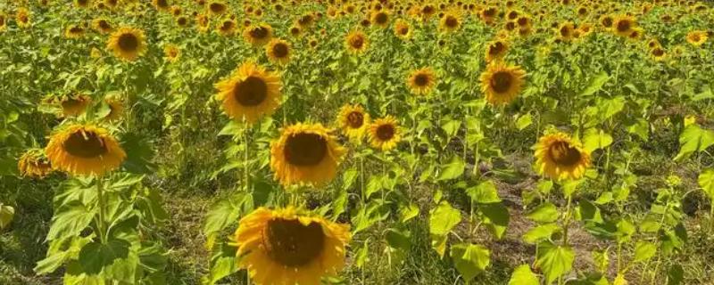 向日葵有何花语，代表忠贞不二、阳光开朗等含义