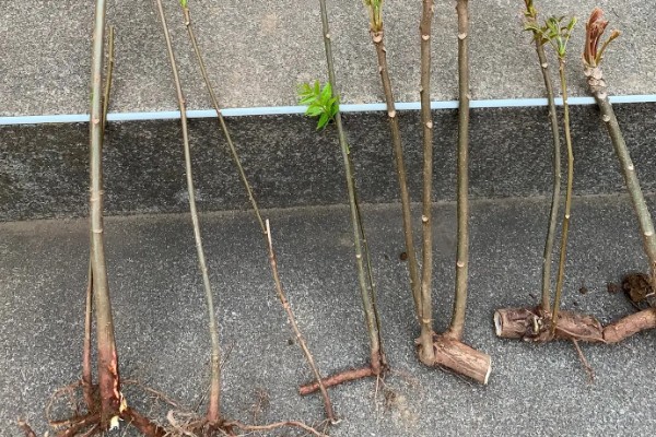 香椿如何进行高效栽培，种植前要施足有机肥并做畦