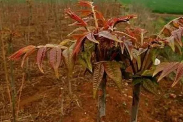 香椿如何进行高效栽培，种植前要施足有机肥并做畦