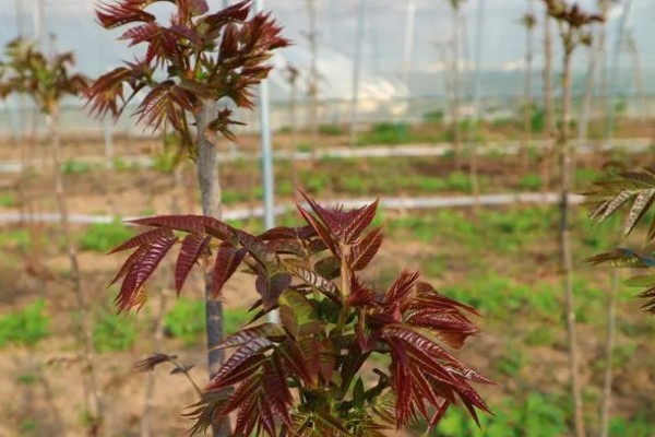 香椿如何进行高效栽培，种植前要施足有机肥并做畦