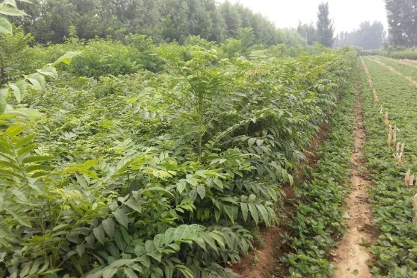 香椿如何进行高效栽培，种植前要施足有机肥并做畦