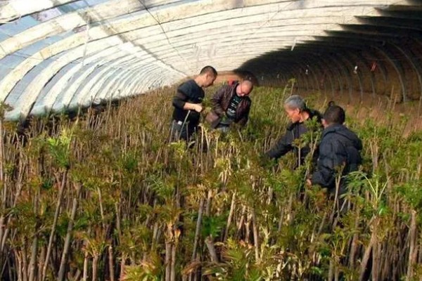 香椿如何进行高效栽培，种植前要施足有机肥并做畦