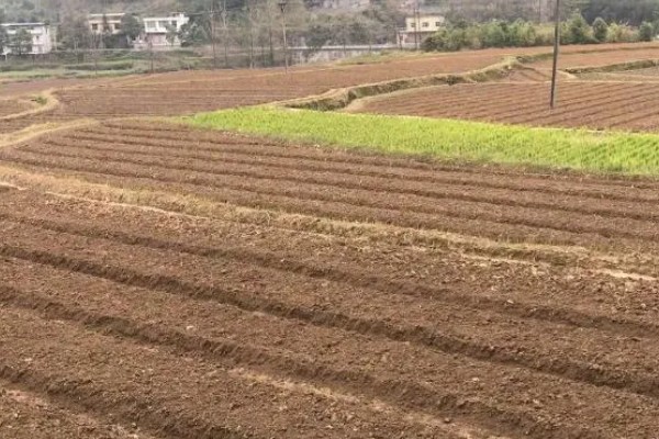 香椿如何进行高效栽培，种植前要施足有机肥并做畦