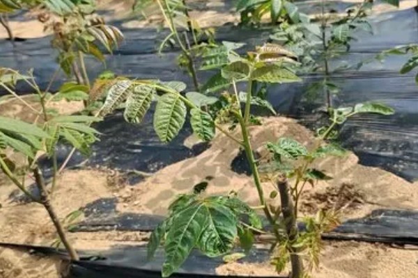 香椿如何进行高效栽培，种植前要施足有机肥并做畦