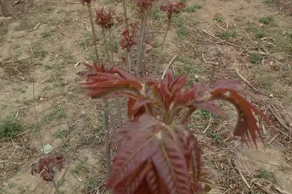 香椿如何进行高效栽培，种植前要施足有机肥并做畦
