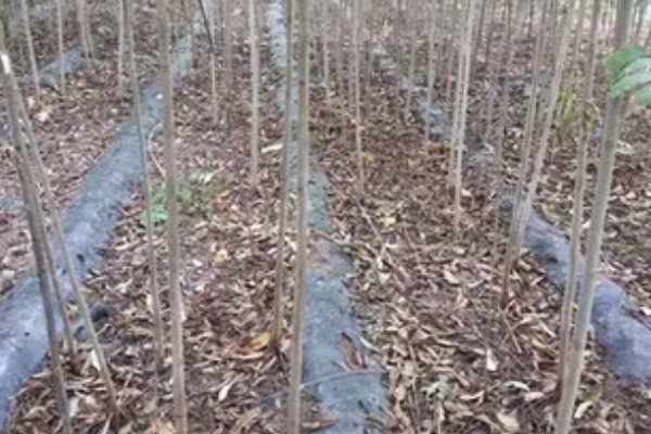 香椿如何进行高效栽培，种植前要施足有机肥并做畦