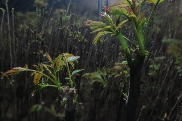 香椿如何进行高效栽培，种植前要施足有机肥并做畦