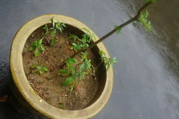 香椿如何进行高效栽培，种植前要施足有机肥并做畦