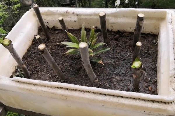 香椿如何进行高效栽培，种植前要施足有机肥并做畦