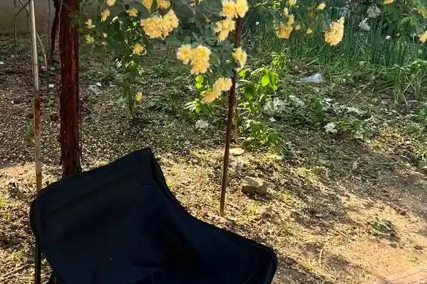 木香树的简介，属于蔷薇科蔷薇属植物