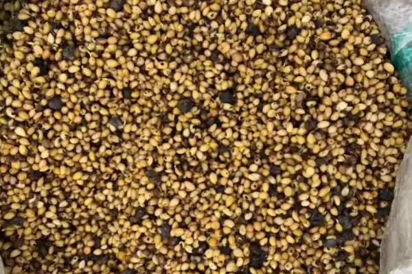 十大功劳的名字由来，具备10种以上的药用价值