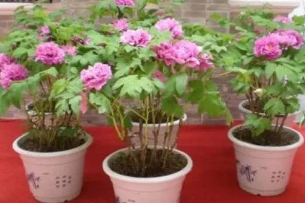 国色天香是指什么花，是指牡丹花
