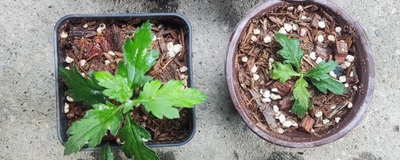 菊花的适宜扦插时间，在4-5月份扦插可提高成活率