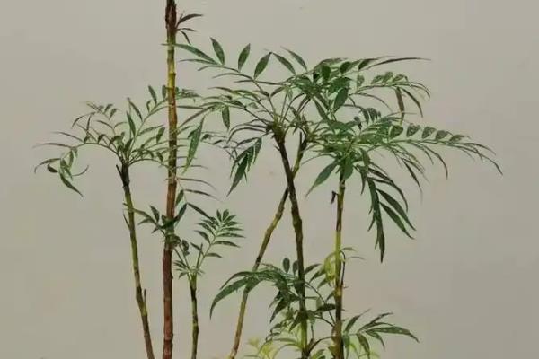十大功劳的名字由来，具备10种以上的药用价值