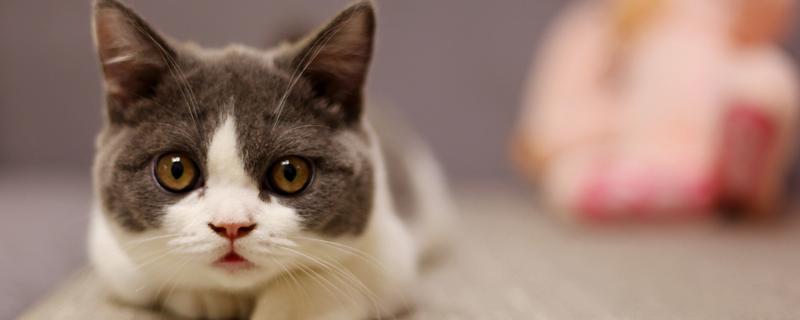 猫球虫病的症状，一般会引起出血性肠炎