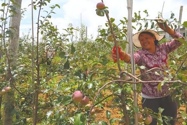 苹果摘袋后打什么药，吡唑醚菌脂、戊唑醇等药物均可选择