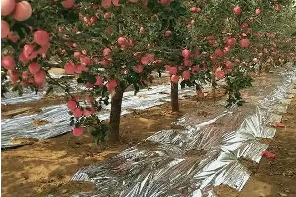 苹果摘袋后打什么药，吡唑醚菌脂、戊唑醇等药物均可选择