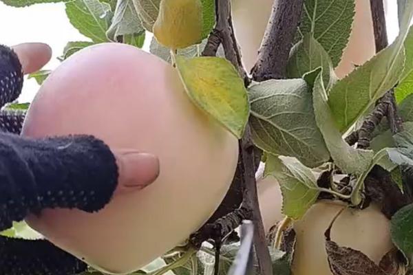 苹果摘袋后打什么药，吡唑醚菌脂、戊唑醇等药物均可选择