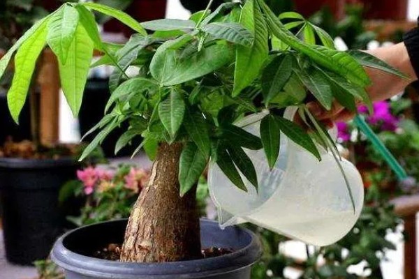 硫酸亚铁对植物有什么作用，能起到补充铁元素、调整土壤酸碱度的效果