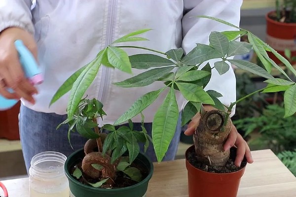 硫酸亚铁对植物有什么作用，能起到补充铁元素、调整土壤酸碱度的效果