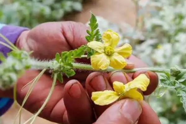 花粉放多久便无法授粉，放置一年左右便会失去授粉能力