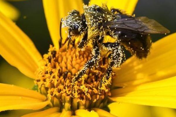 花粉放多久便无法授粉，放置一年左右便会失去授粉能力