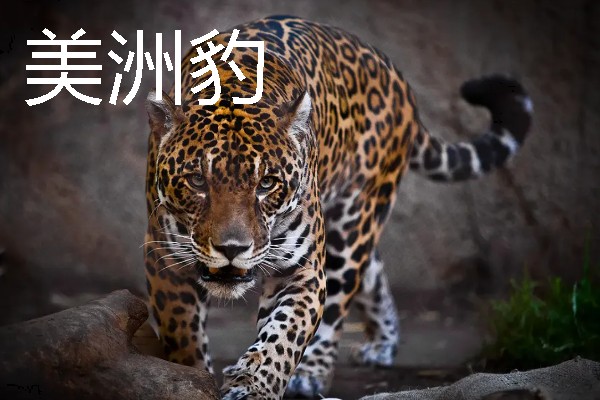 热带雨林中有什么动物，包含美洲豹、森蚺、吸血蝠等物种