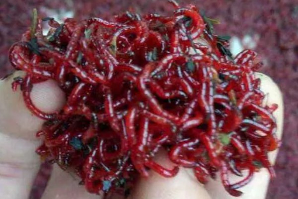 常用的活饵有哪些，常用的是蚯蚓、红虫、面包虫等