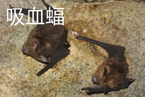 热带雨林中有什么动物，包含美洲豹、森蚺、吸血蝠等物种