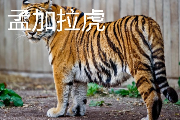 热带雨林中有什么动物，包含美洲豹、森蚺、吸血蝠等物种