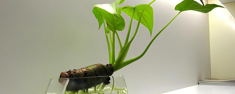 水培滴水观音的施肥方法，每次换水时添加4-5滴营养液