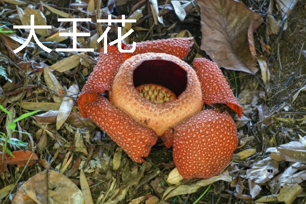 热带雨林中有什么动物，包含美洲豹、森蚺、吸血蝠等物种