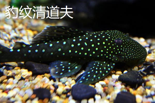 清道夫鱼的品种，常见的有普通清道夫、红清道夫鱼等